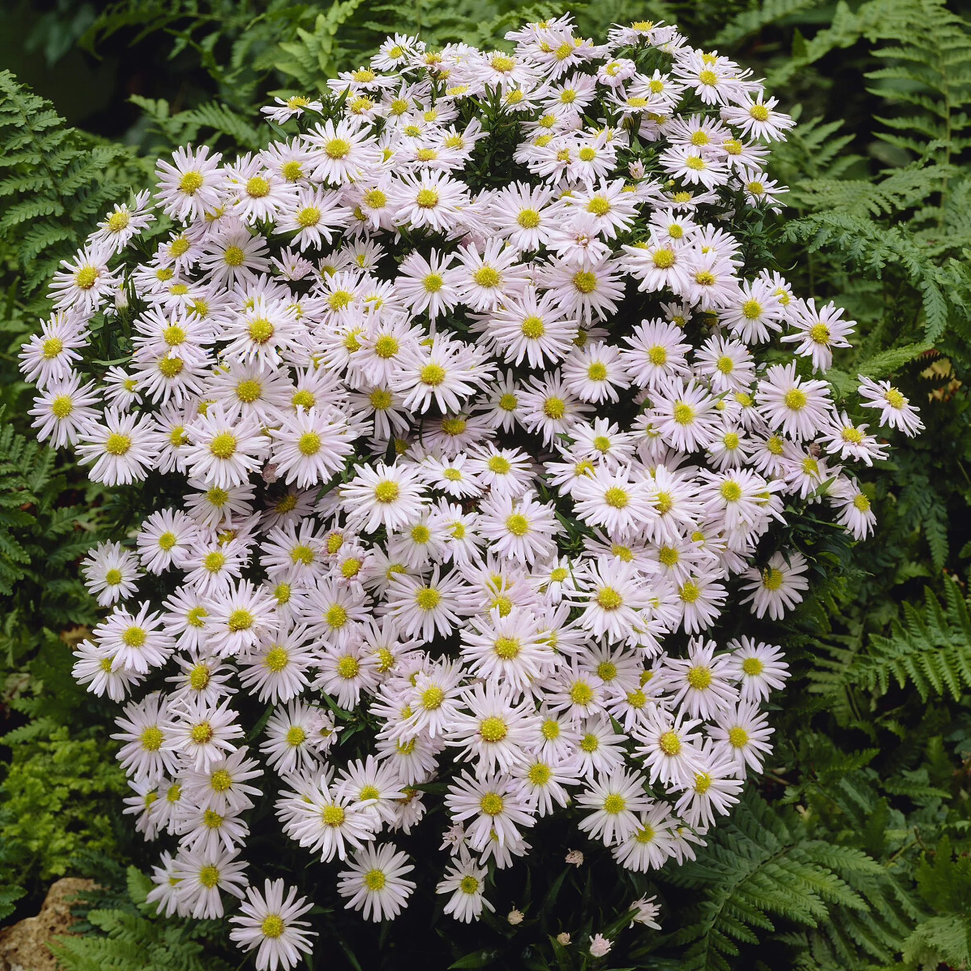 Aster nain Snowsprite