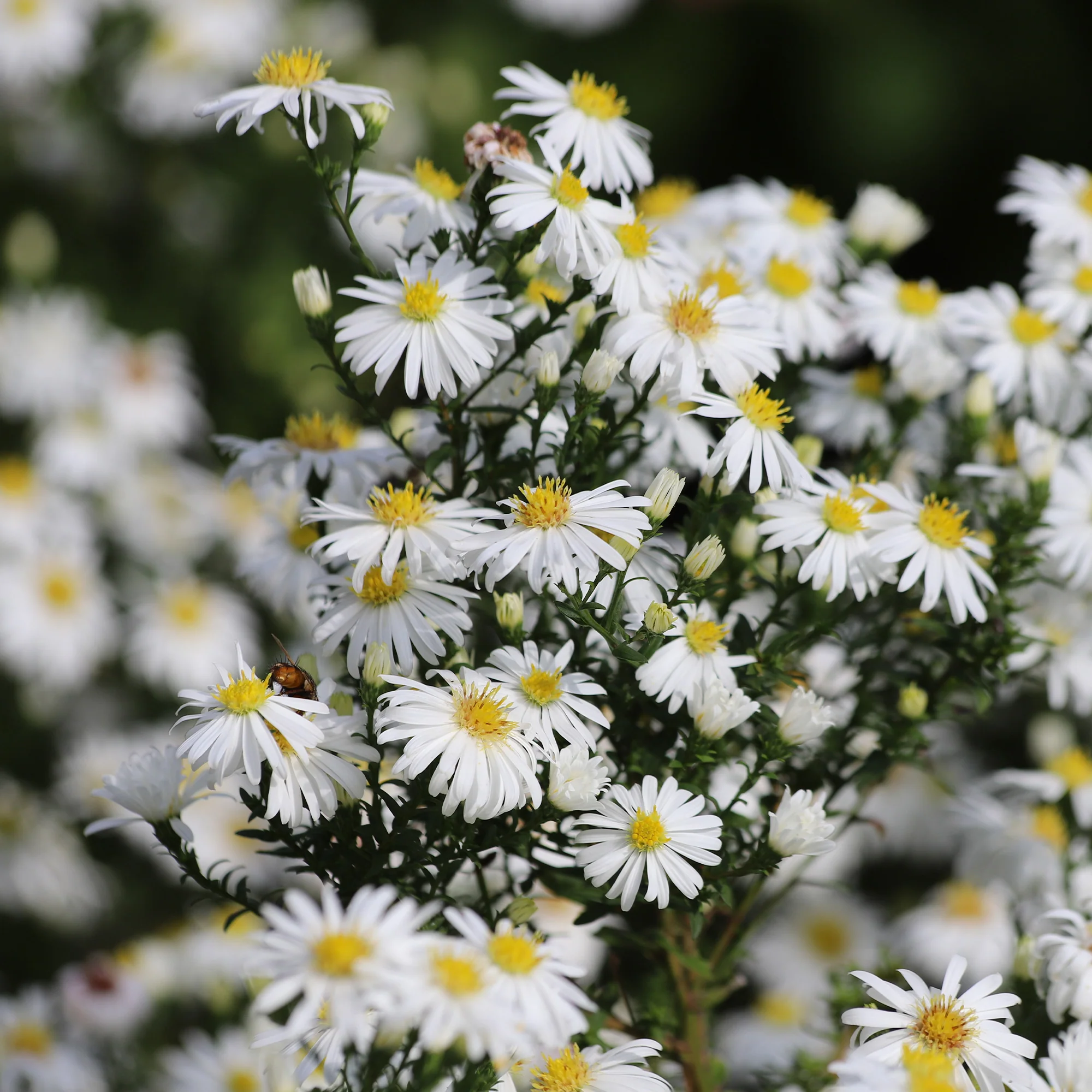 Aster nain Snowsprite - Image 2