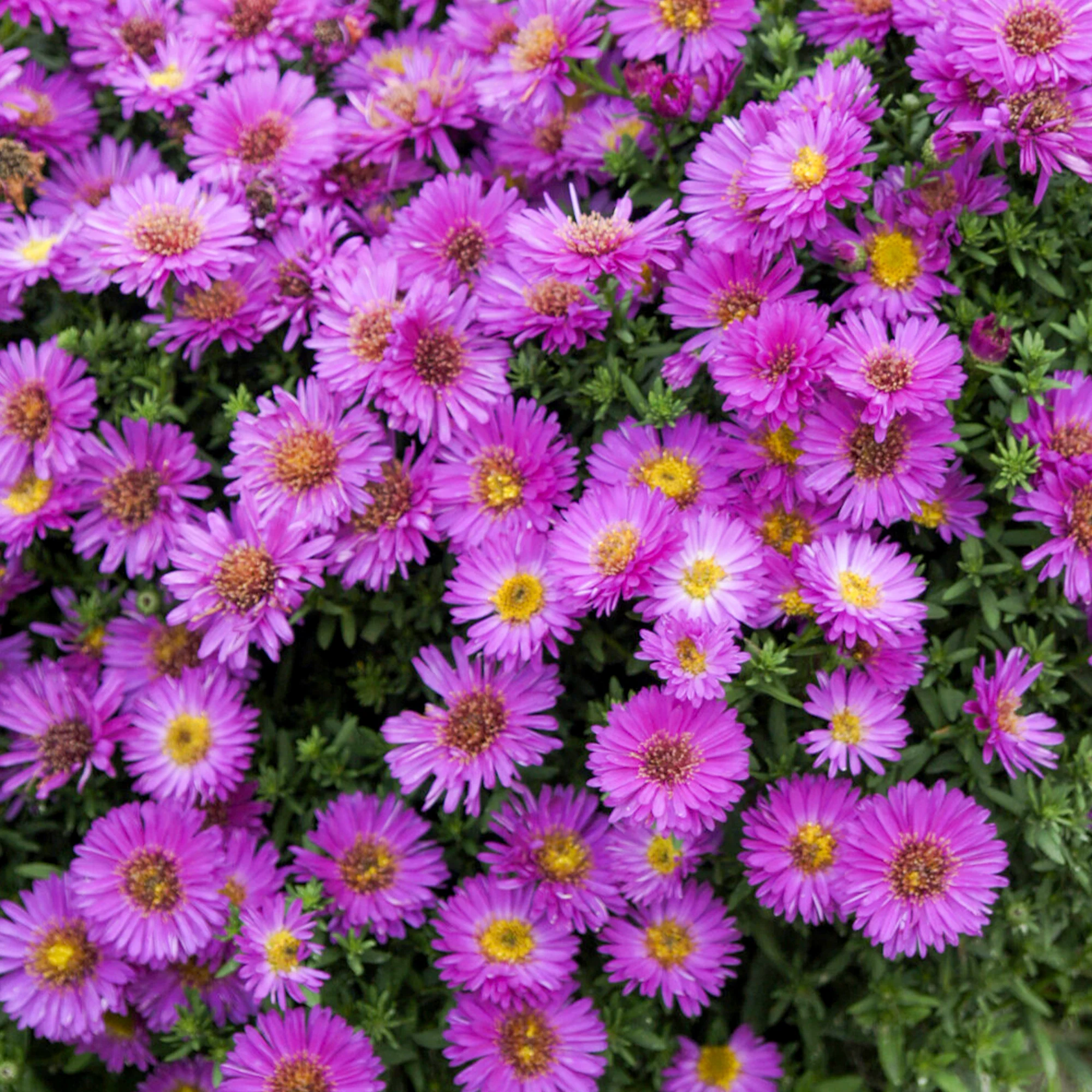 Aster nain d'automne Starlight
