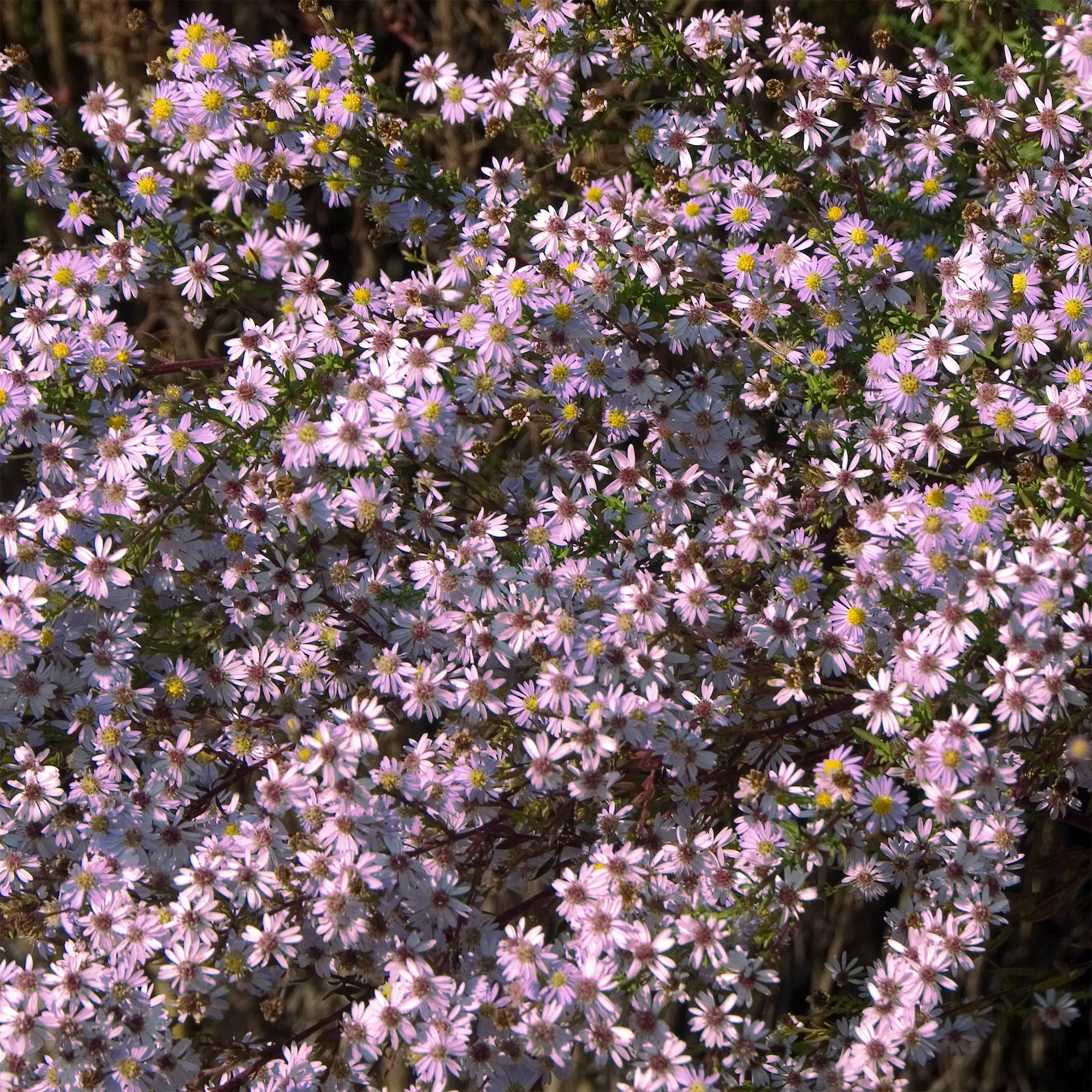 Aster  Pink Star