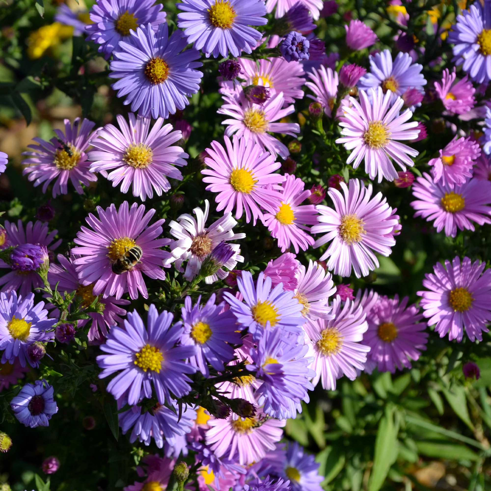 Aster vivace des Alpes en mélange
