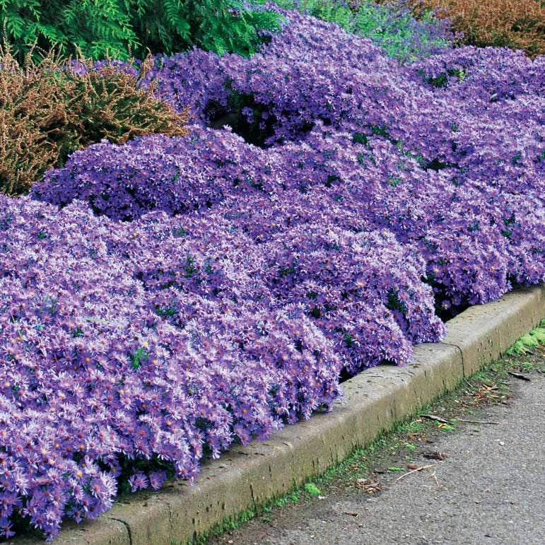 3 Asters Wood's light blue - Image 2