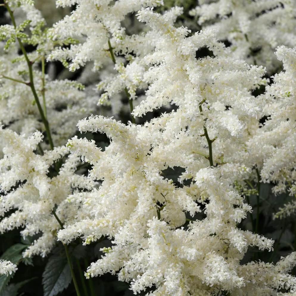 Astilbe d'Arends 'Brautschleier' - Image 2