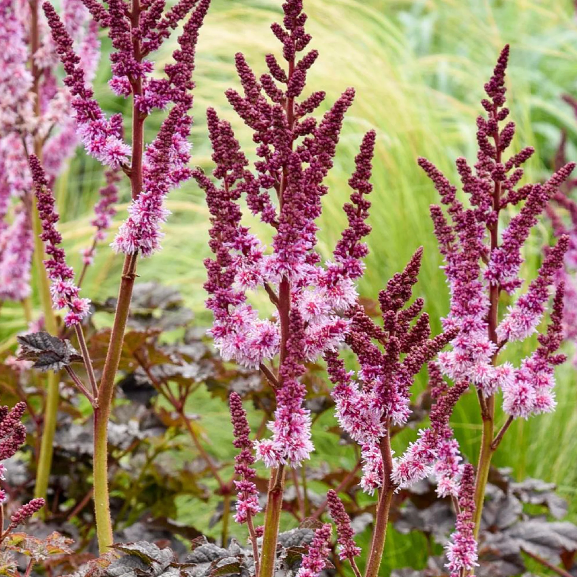 Astilbe Darkside Of The Moon® - Image 2