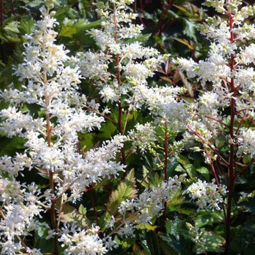 Astilbe hybride Rock and Roll