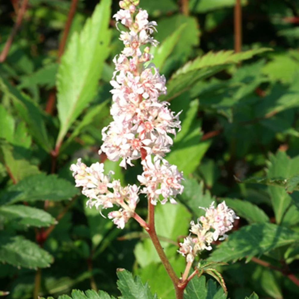Astilbe japonica Peach Blossom