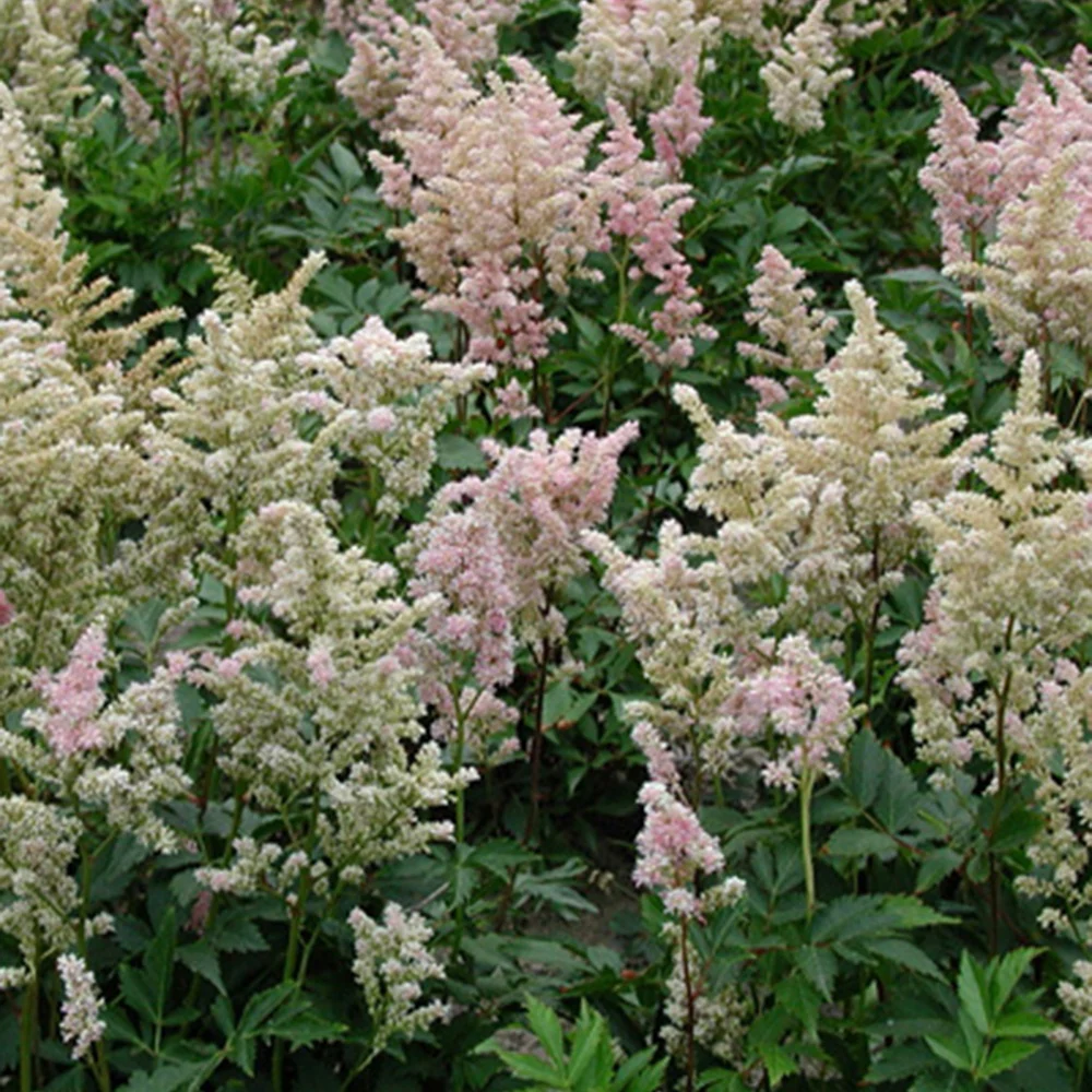 Astilbe japonica Peach Blossom - Image 2