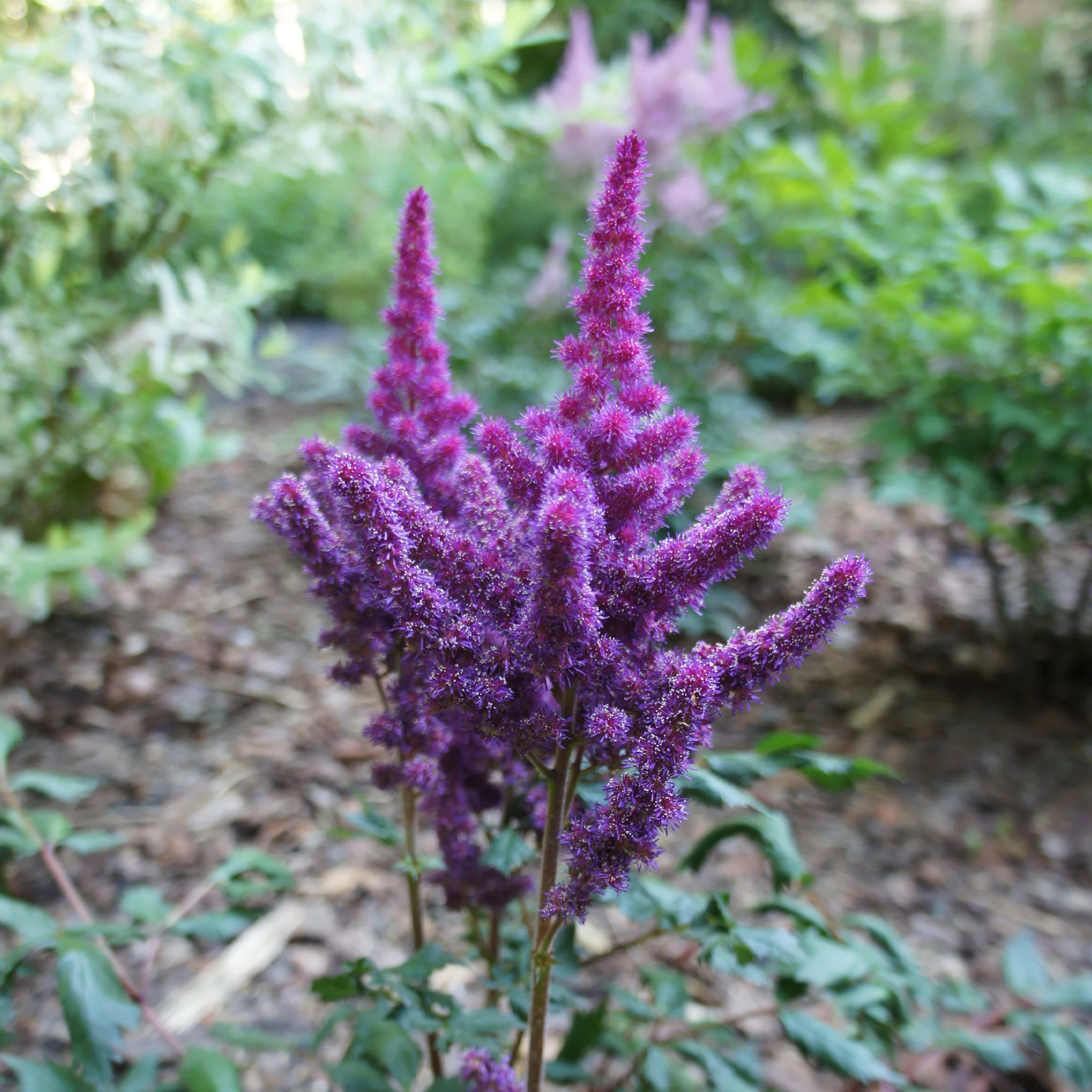 Astilbe Little Visions in Purple® - Image 2