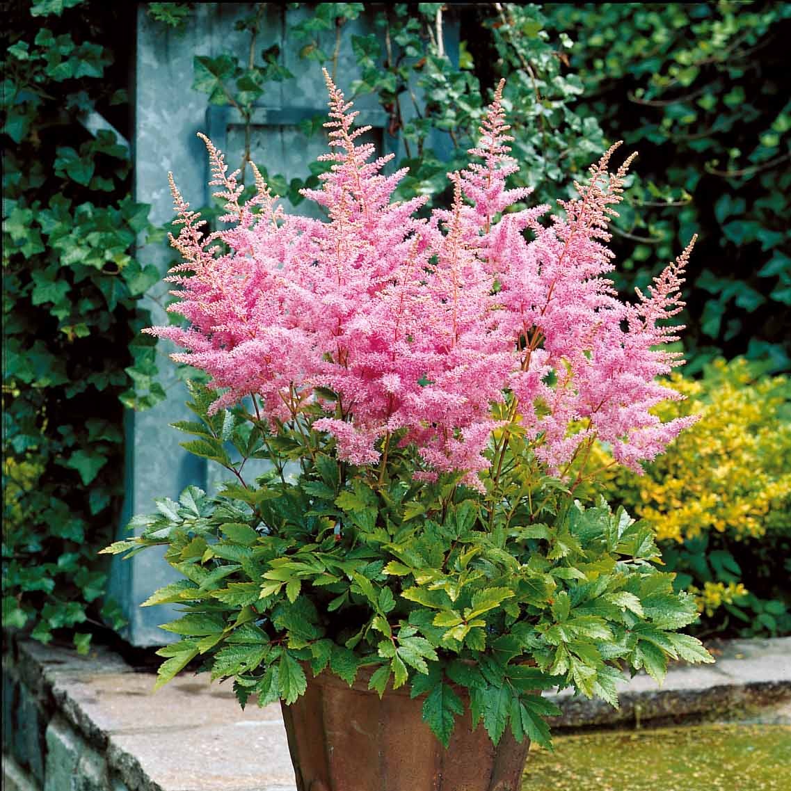 3 Astilbes Nouvelle vague