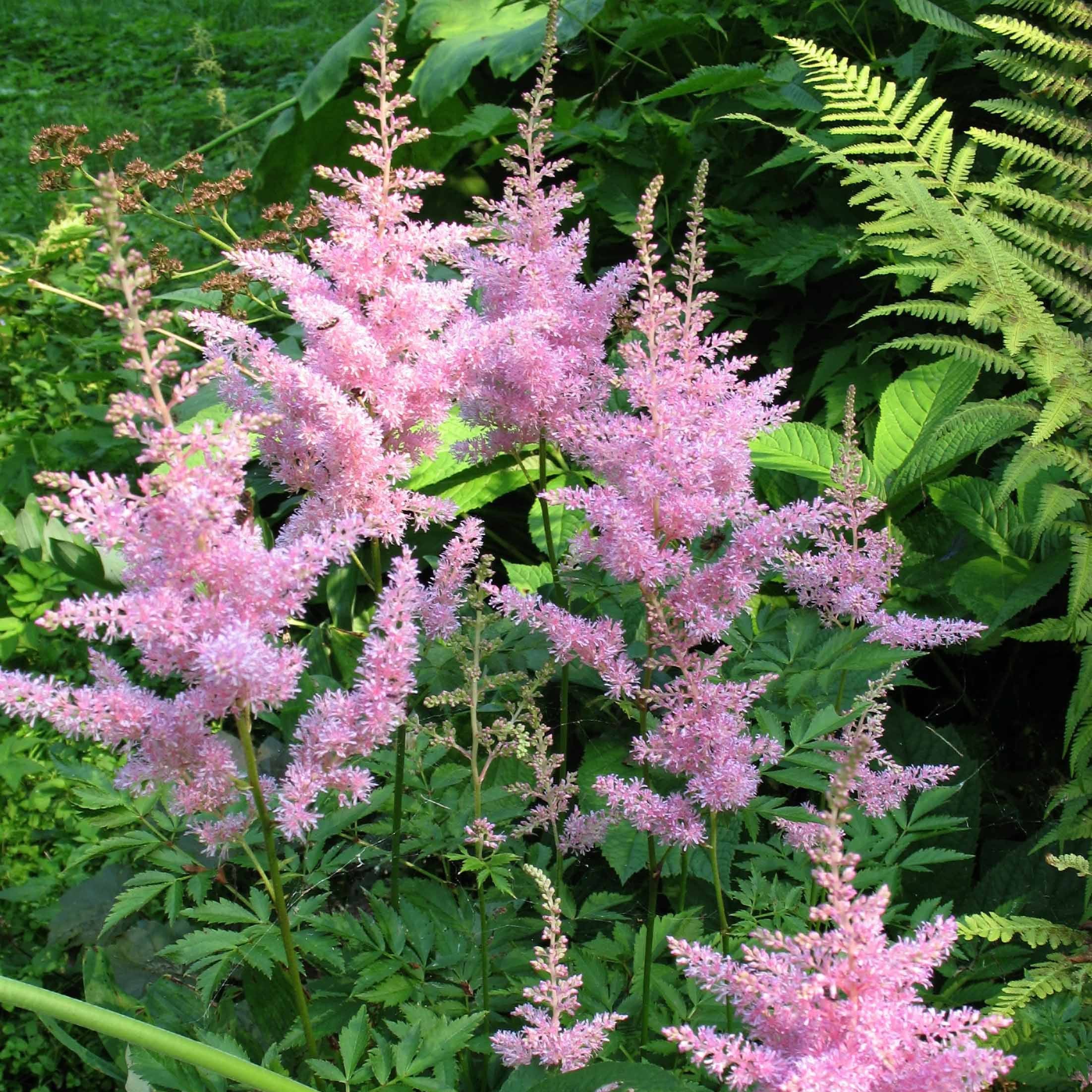 3 Astilbes Nouvelle vague - Image 2