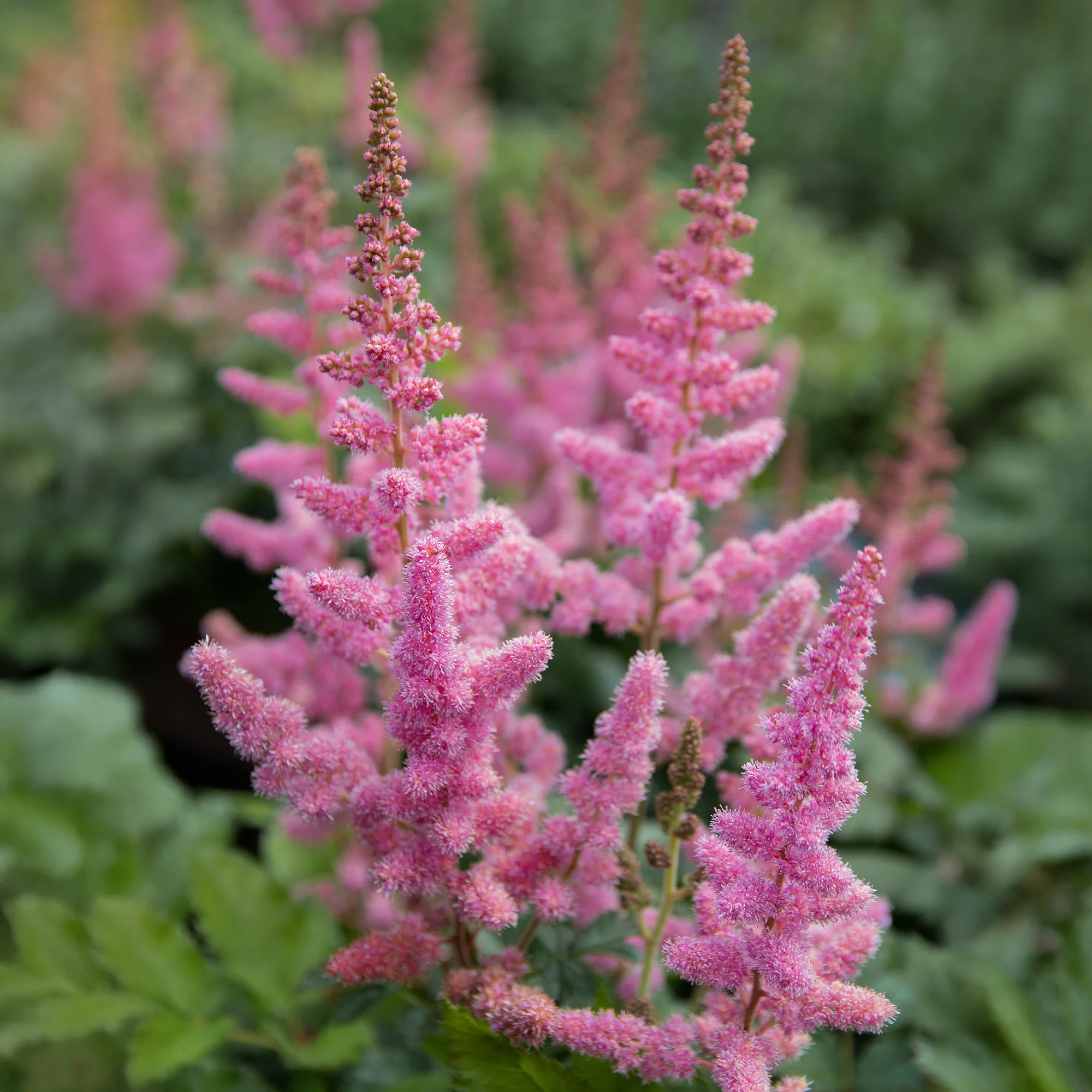 Astilbe  Vision in Pink