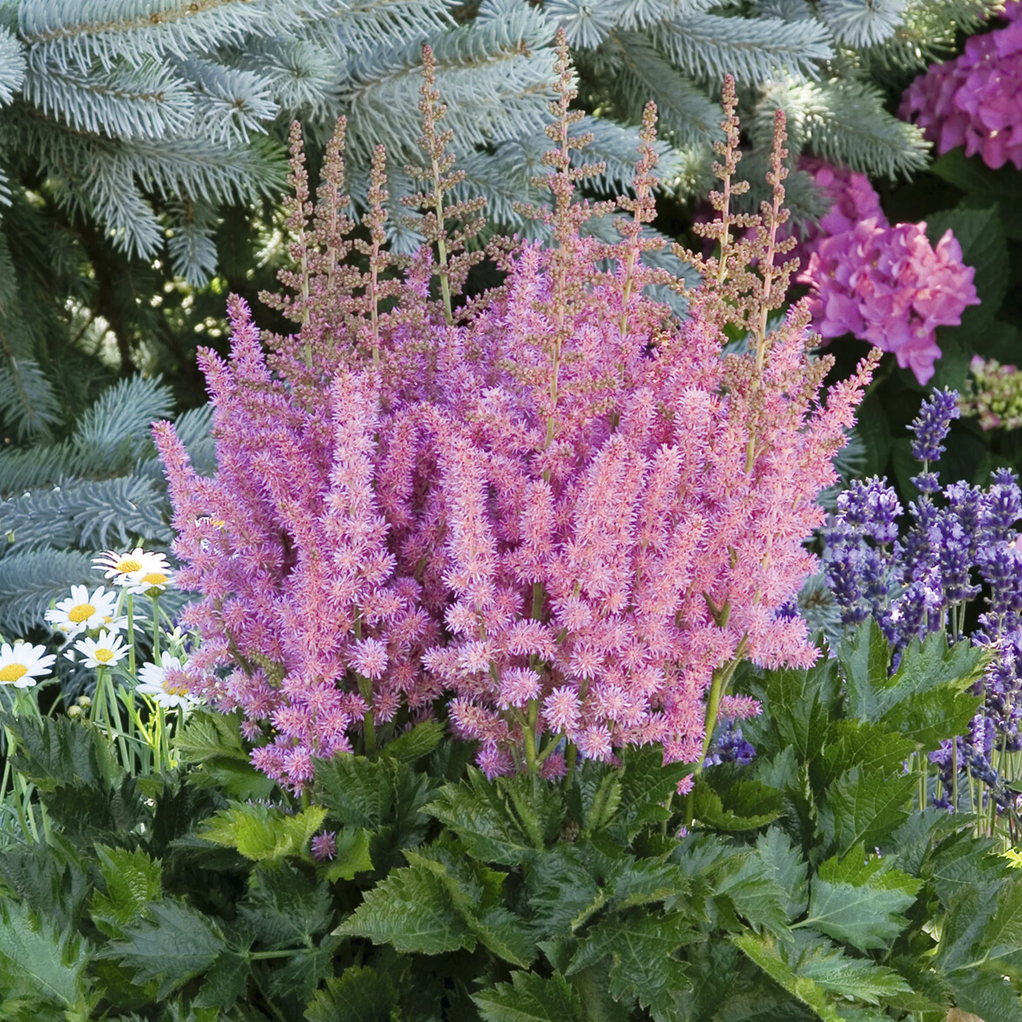 Astilbe  Vision in Pink - Image 2