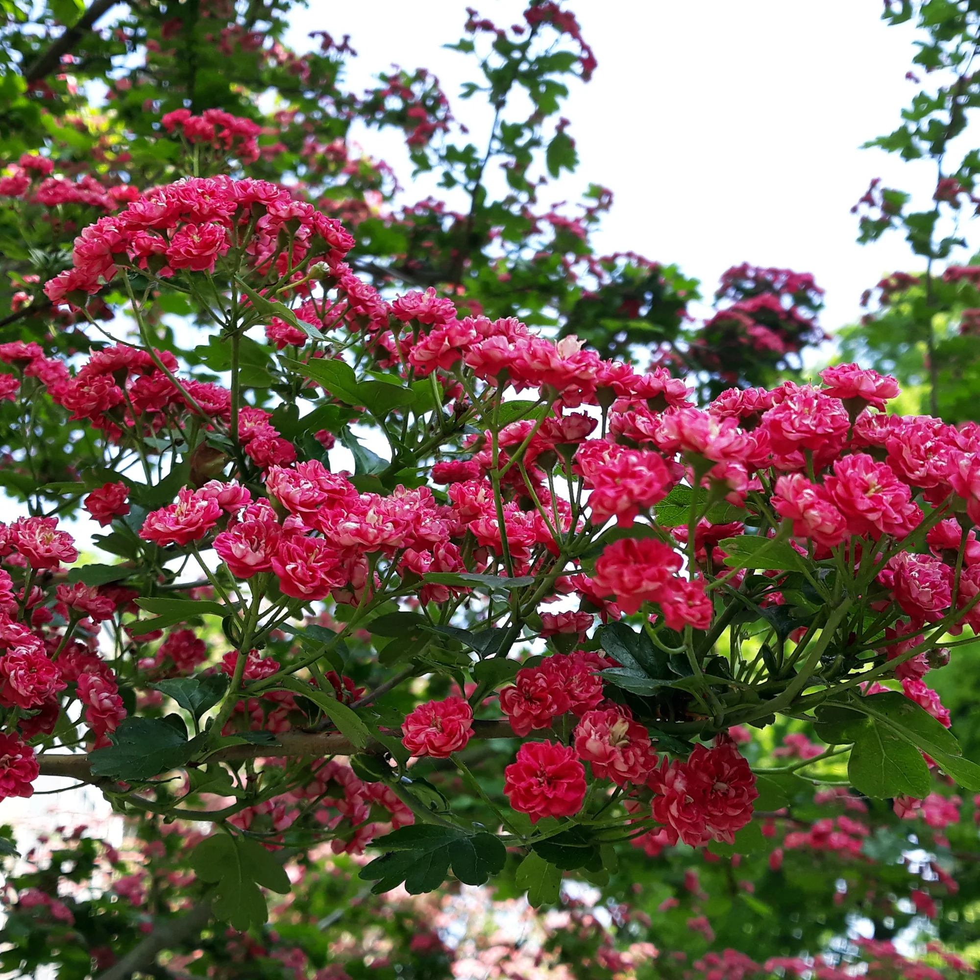 Aubépine rouge - Image 3