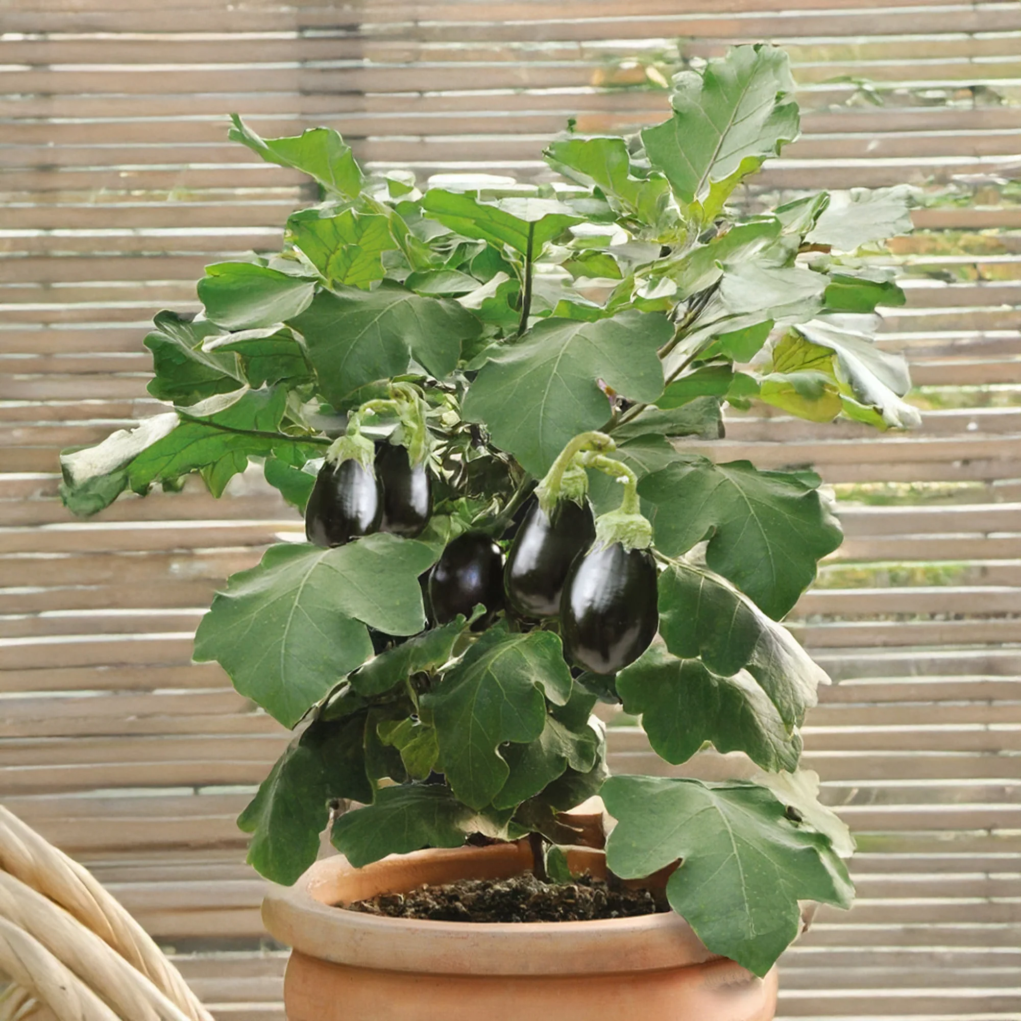 Aubergine pour pot Patio Baby F1