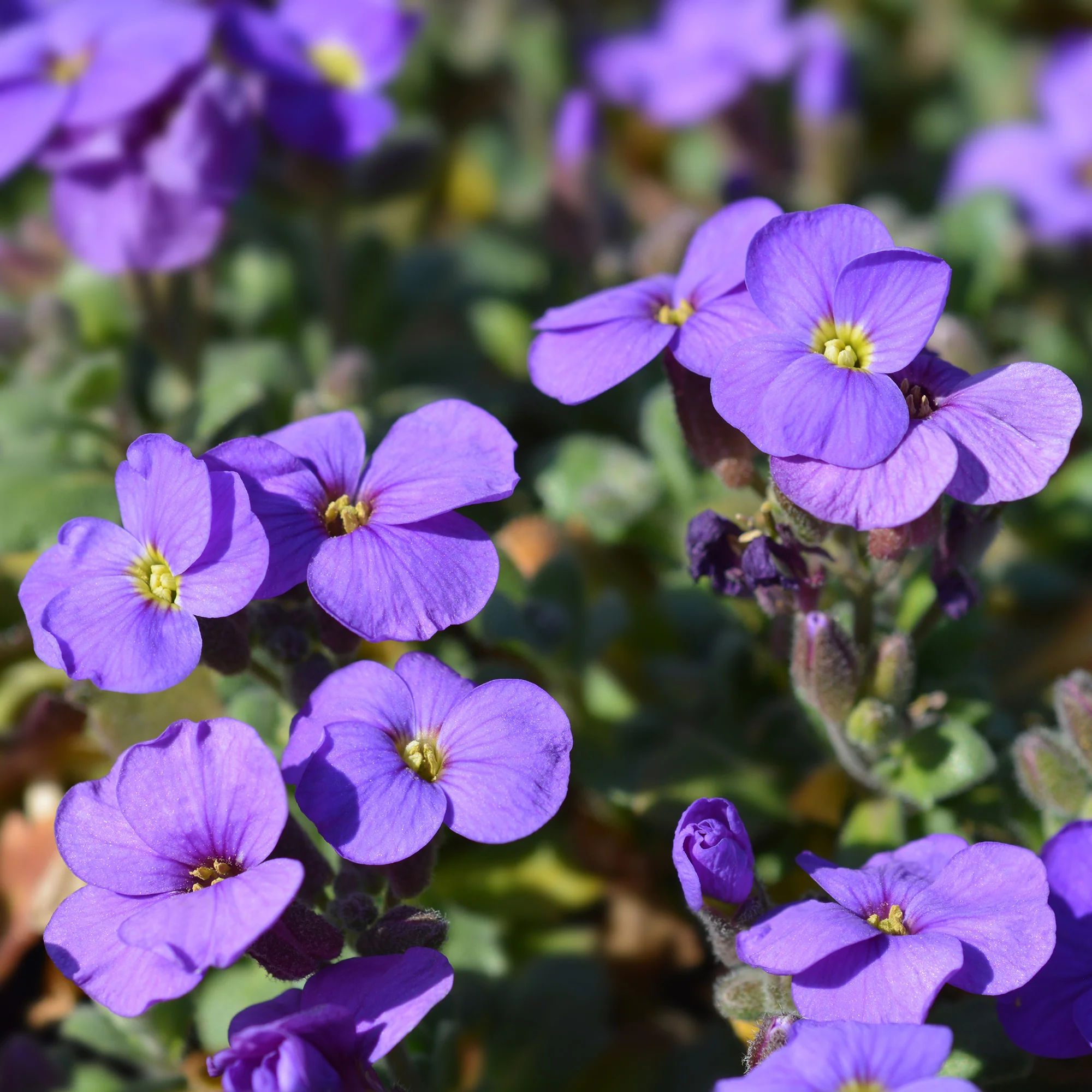 Aubriète Cascade Purple