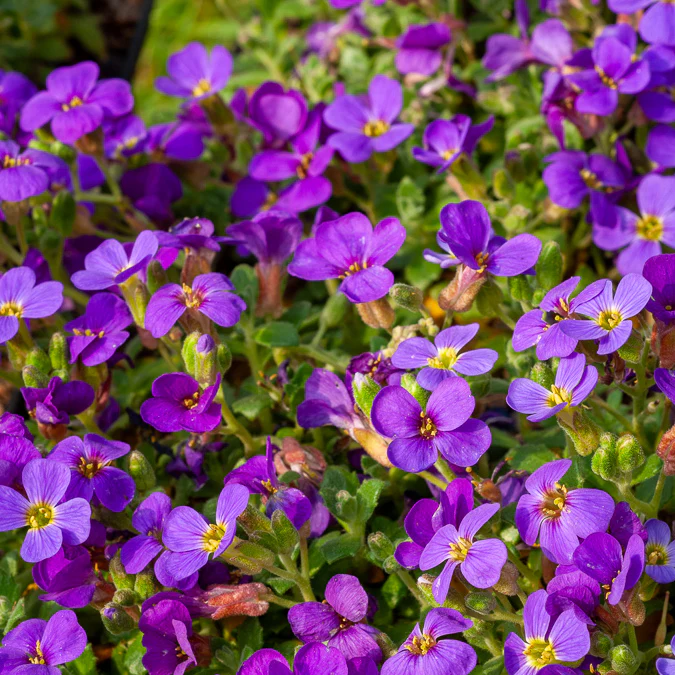 Aubriète Hamburger Stadtpark