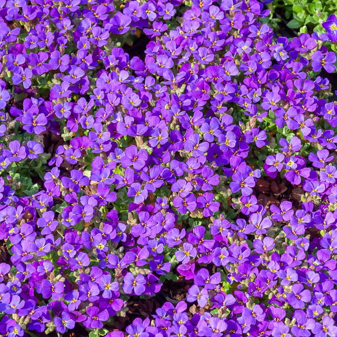 Aubriète Hamburger Stadtpark - Image 2