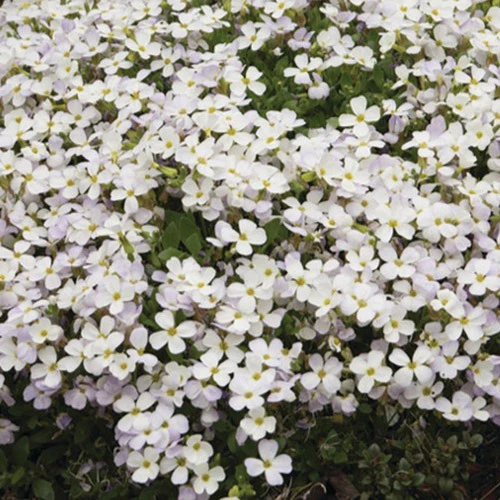 Aubriète Regado White