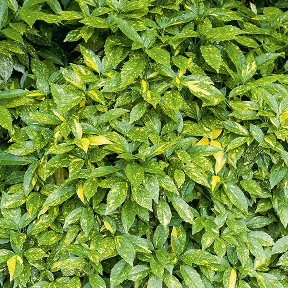 Aucuba du Japon Variegata