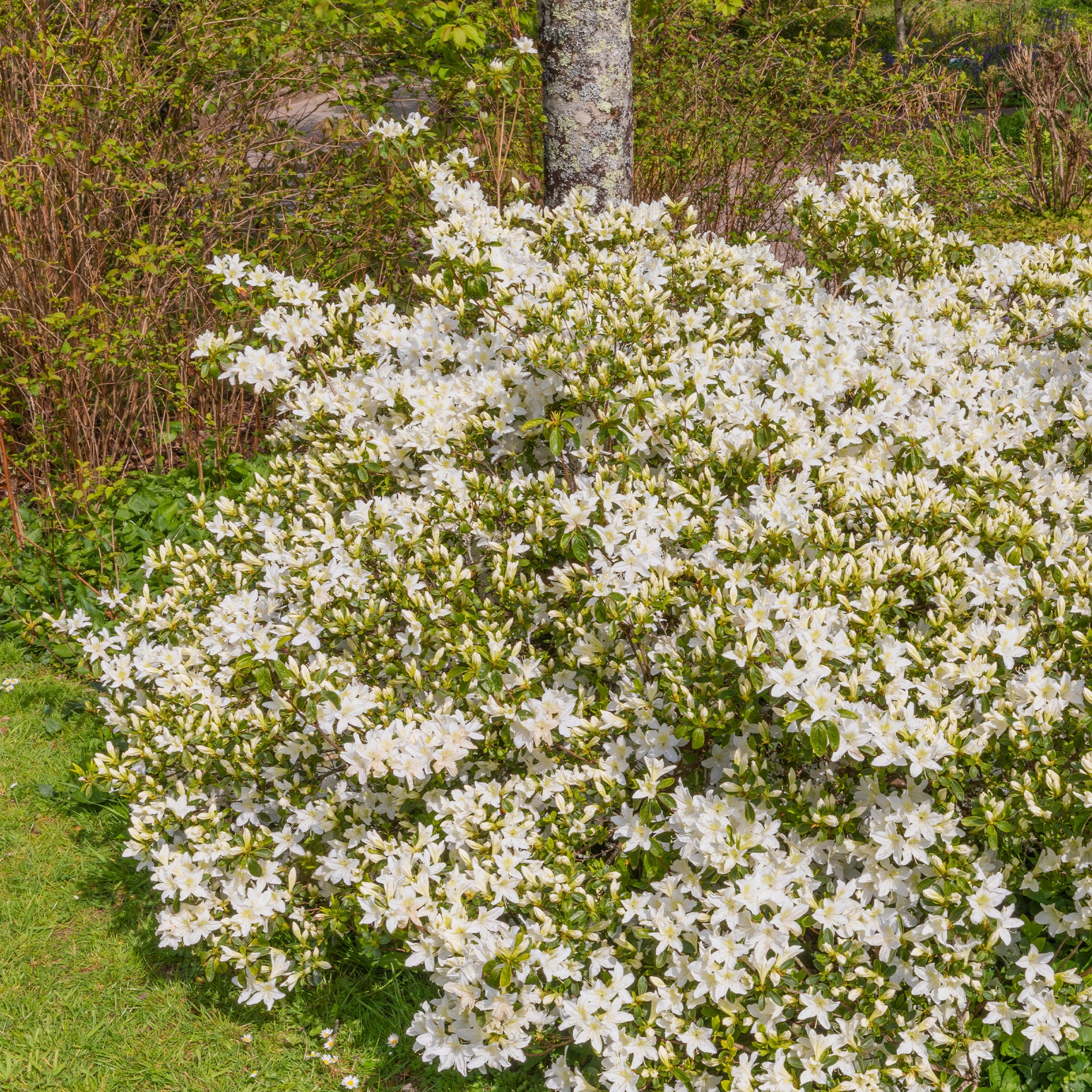 Azalea Palestrina