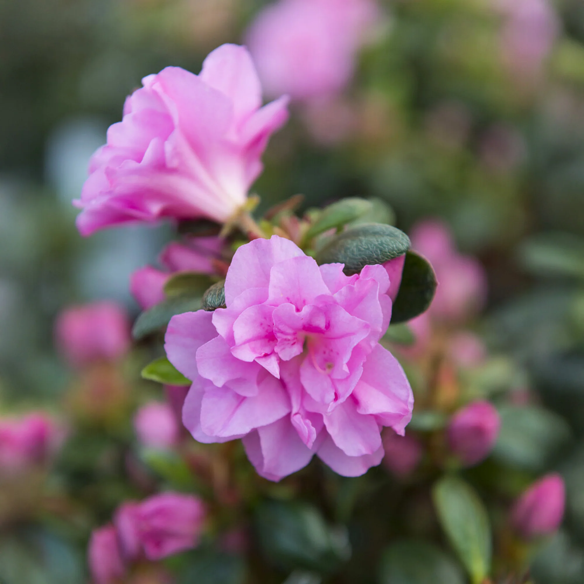 Azalée du Japon Lilac Surprise - Image 2