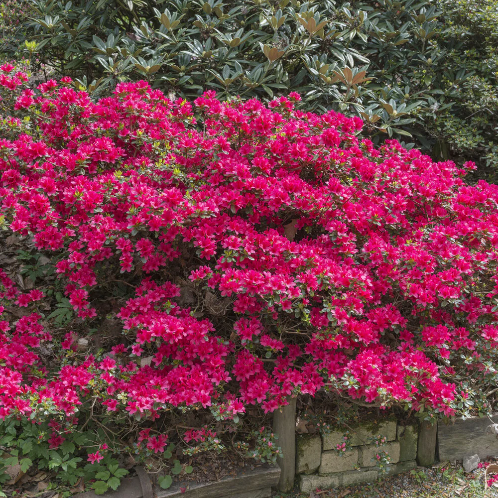 Azalée du Japon Hino Crimson