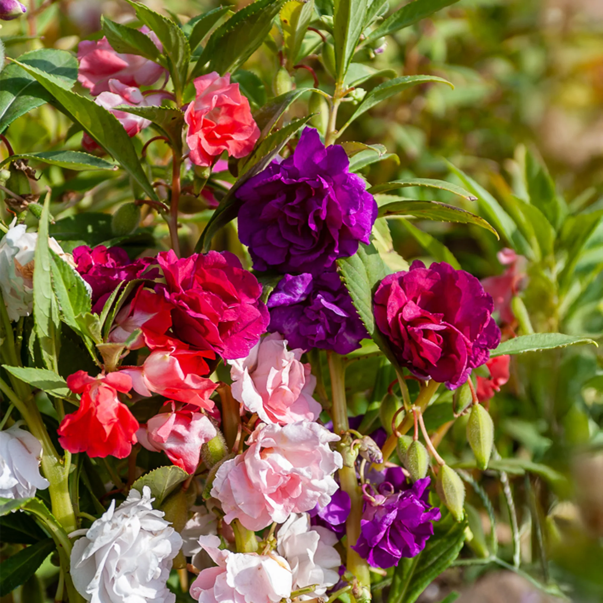 Balsamine à fleurs de camélia en mélange
