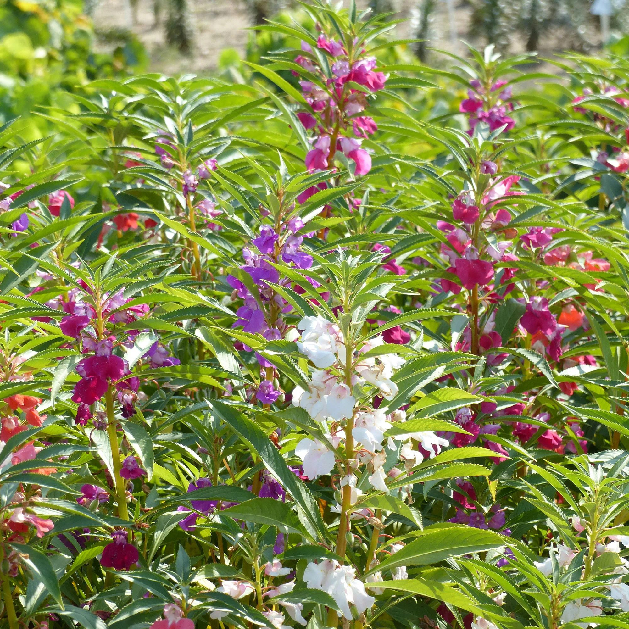 Balsamine à fleurs de camélia en mélange - Image 2