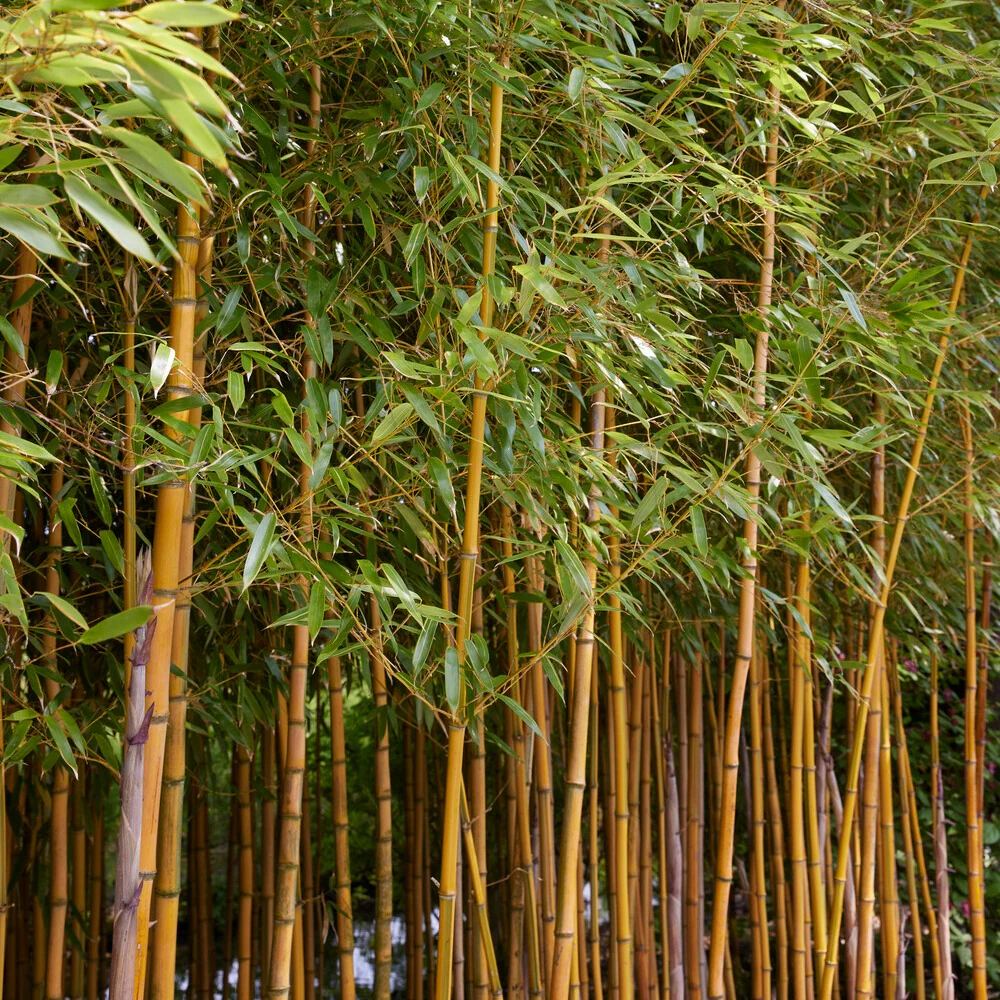 Bambou traçant panaché - Image 5