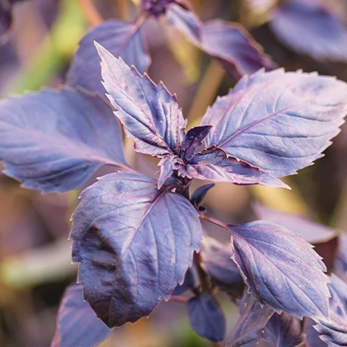 Basilic pourpre Dark Opal Bio
