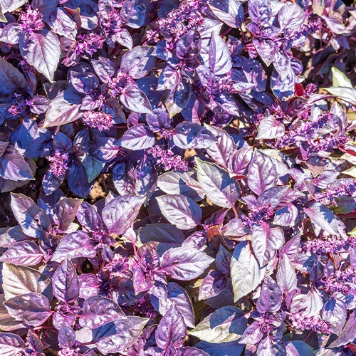Basilic pourpre Dark Opal Bio - Image 2