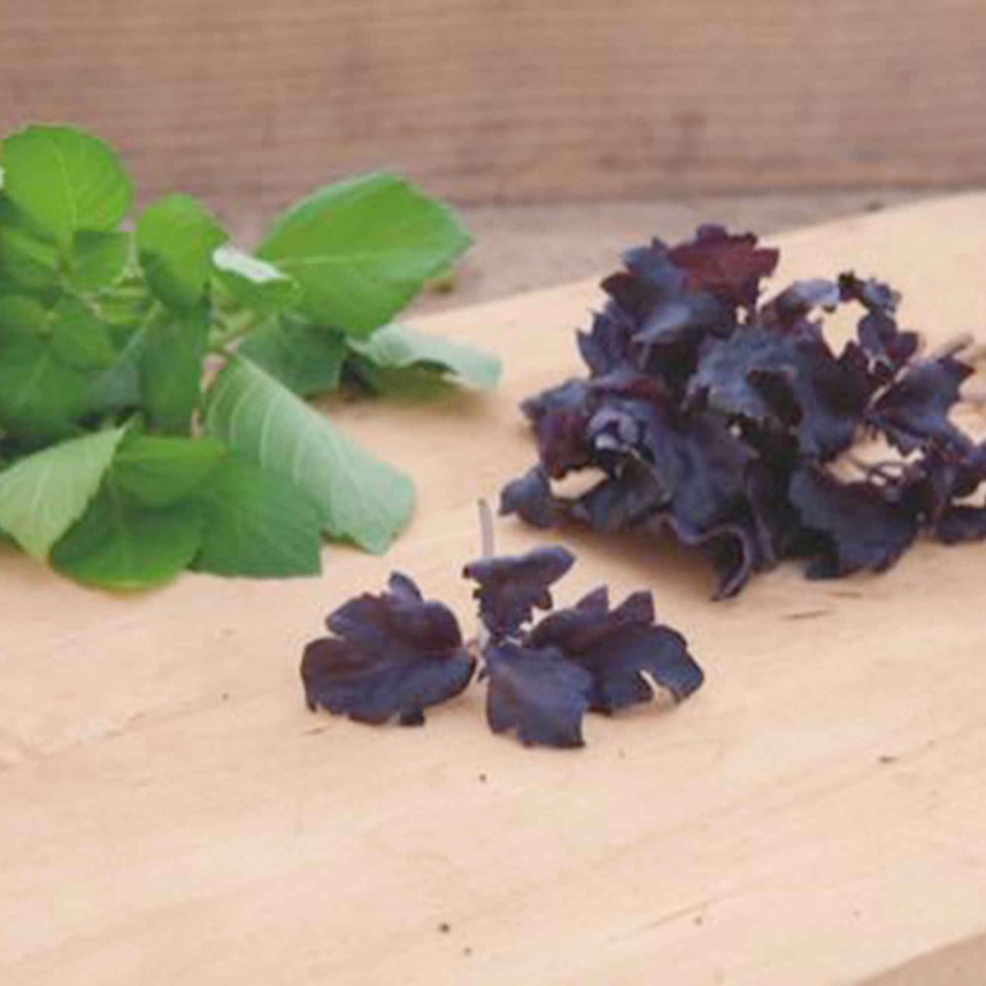 Basilic pourpre 'Purple Ruffles'