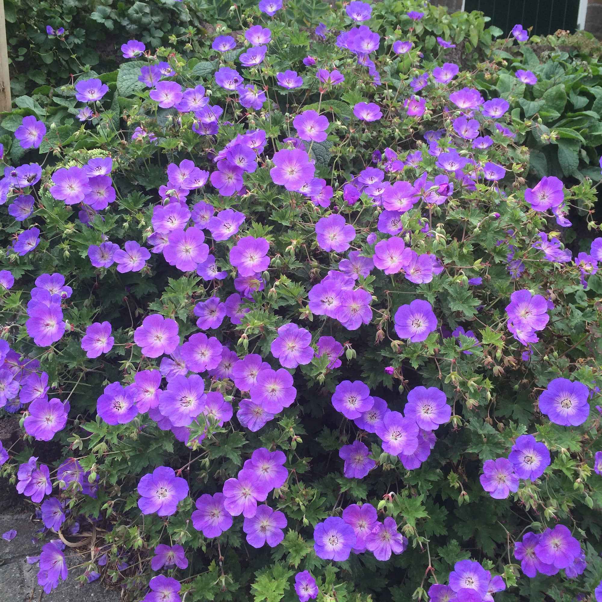 Bec de grue Geranium 'Rozanne'