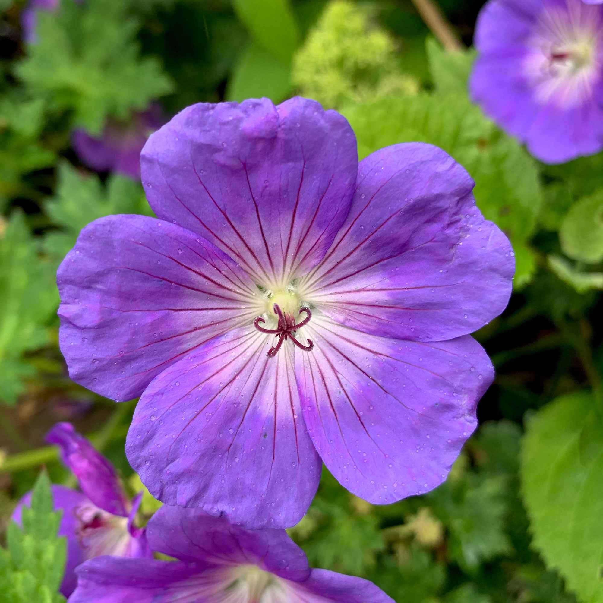 Bec de grue Geranium 'Rozanne' - Image 2
