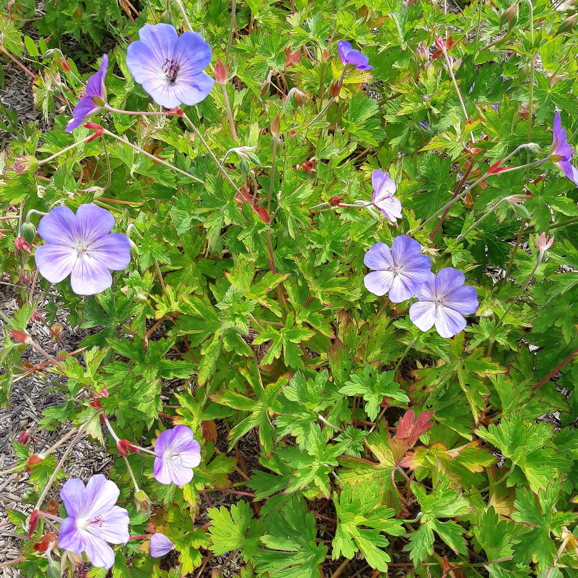 Bec de grue Geranium 'Rozanne' - Image 3