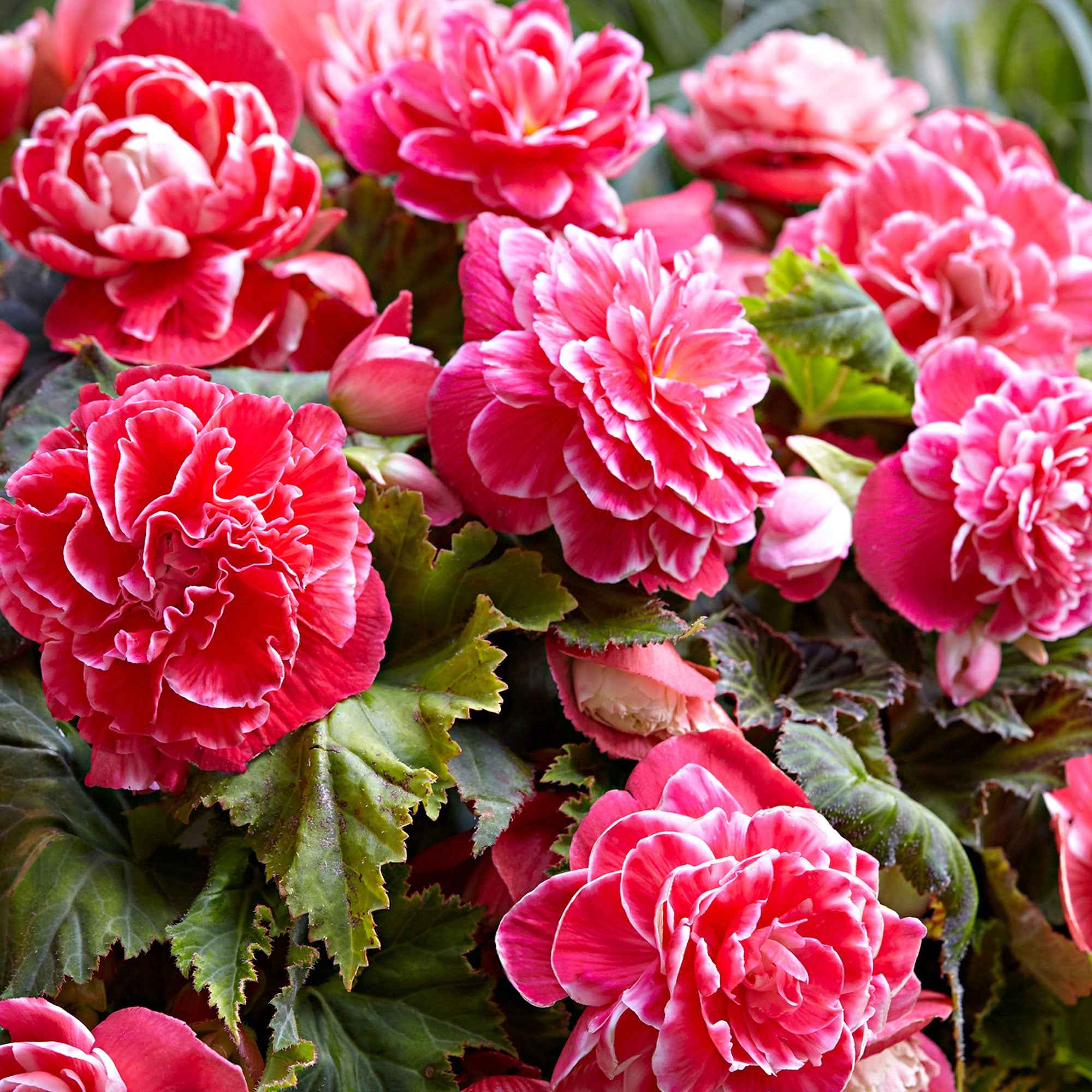 5 Bégonias à fleurs de Camélia