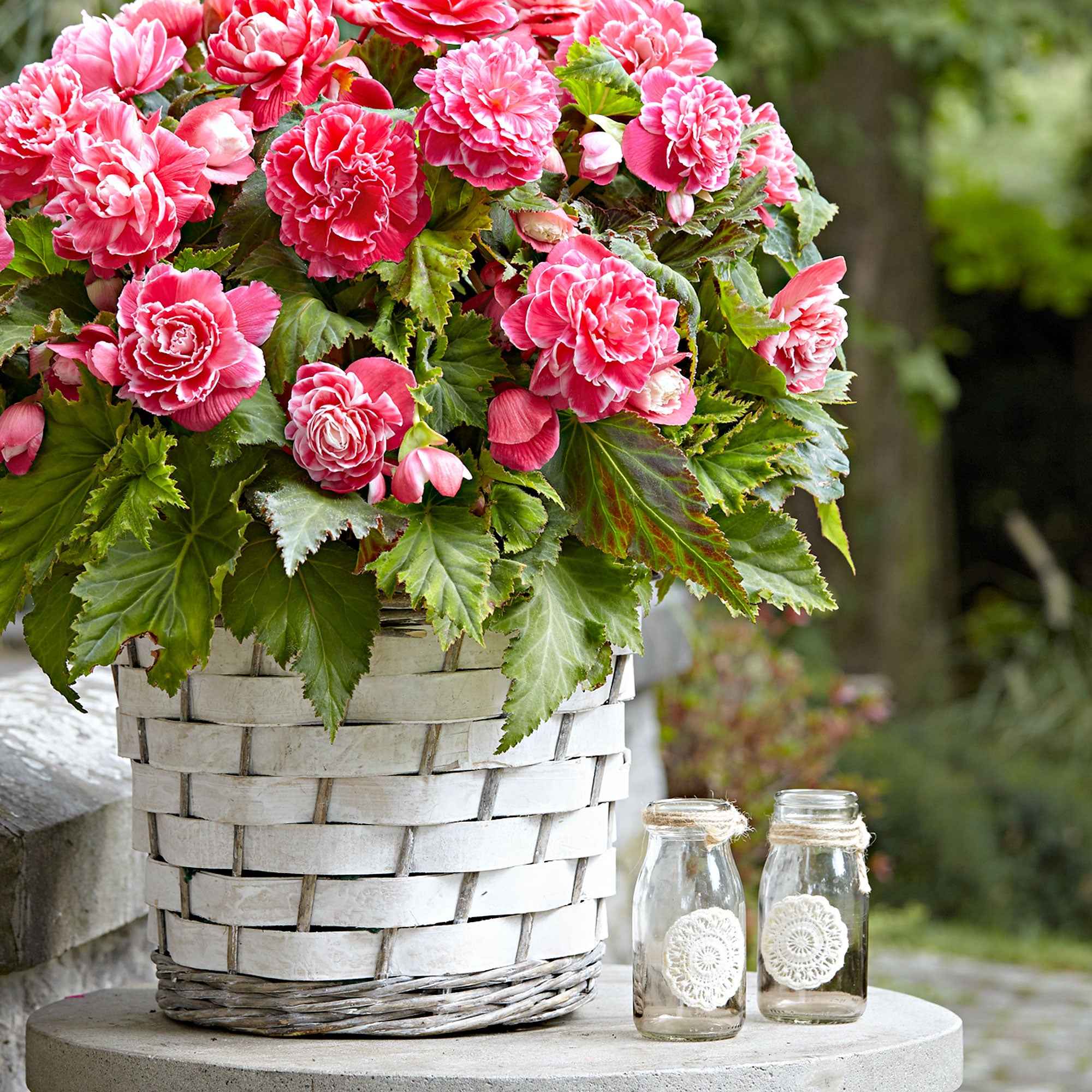 5 Bégonias à fleurs de Camélia - Image 2
