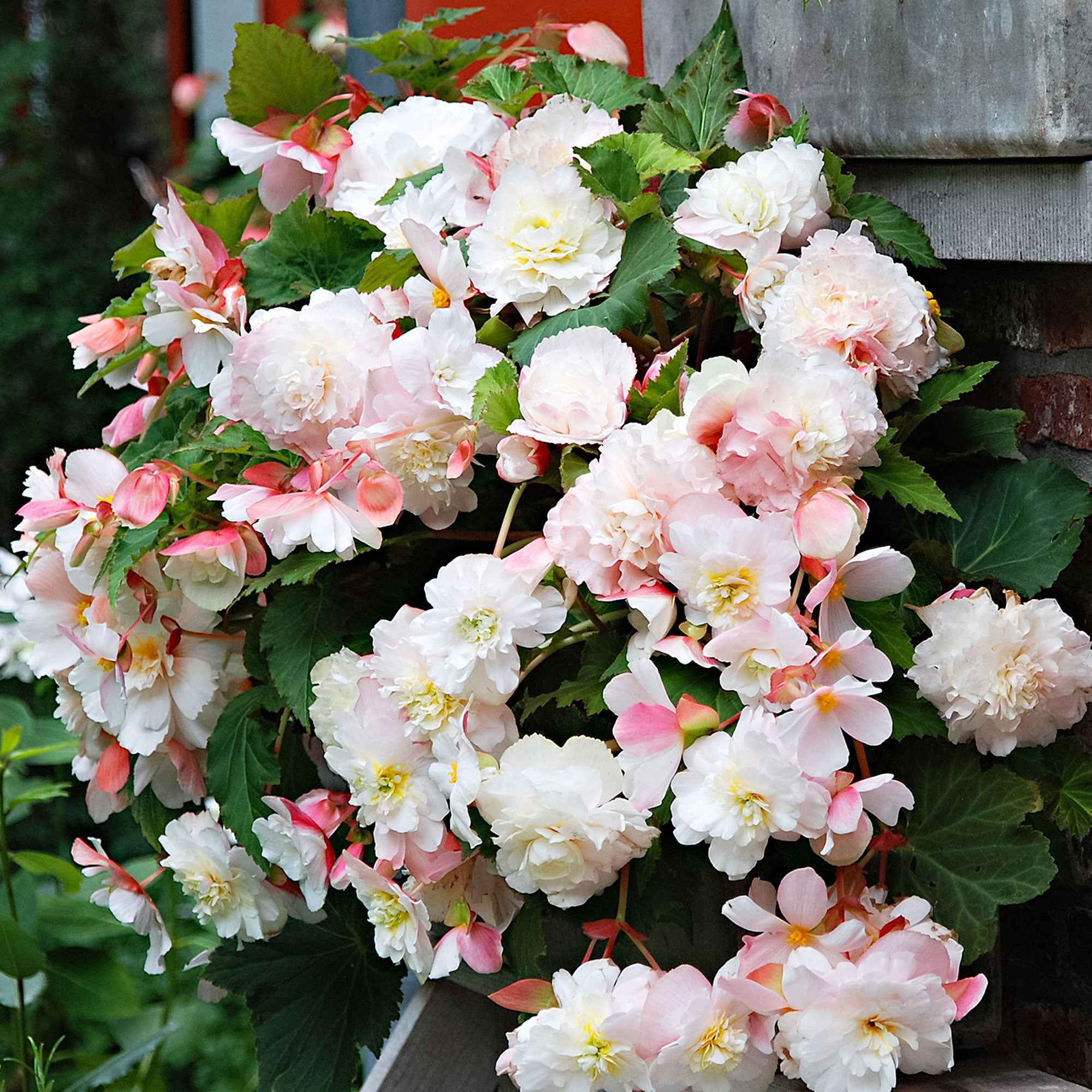 5 Bégonias parfumés Angélique - Image 2