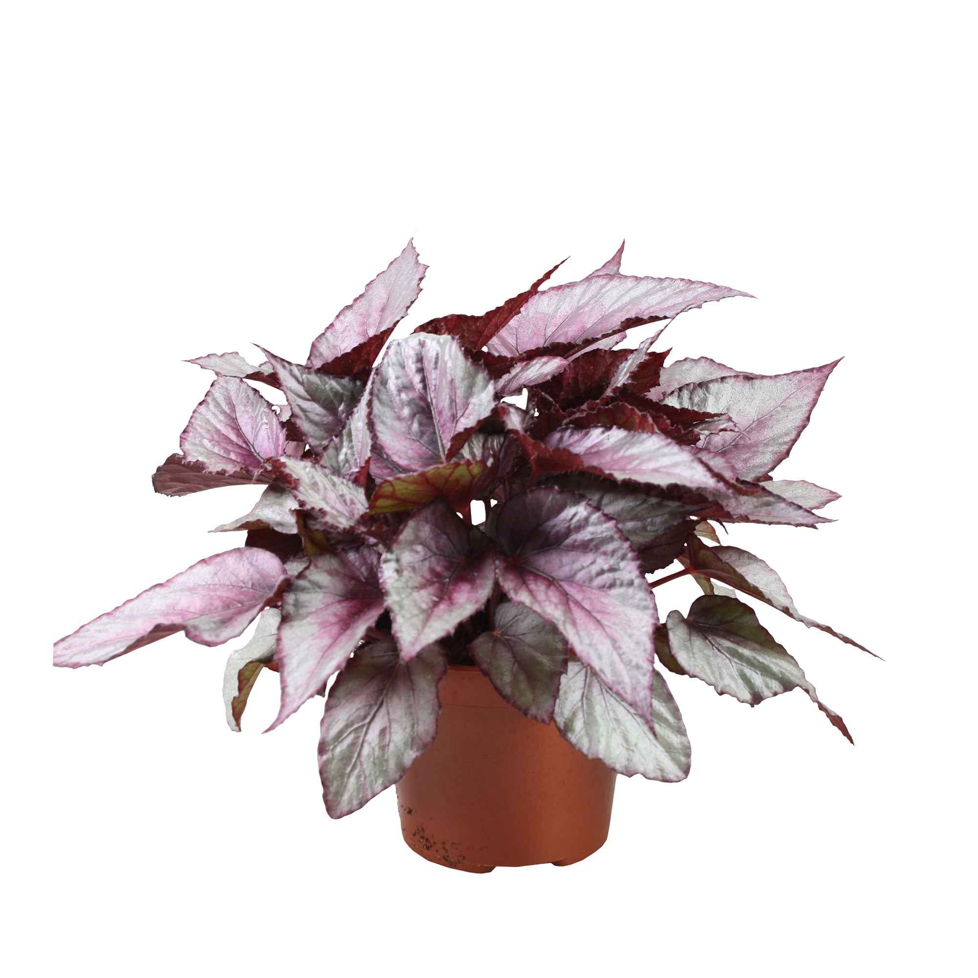 Bégonia Begonia 'Maori Haze'