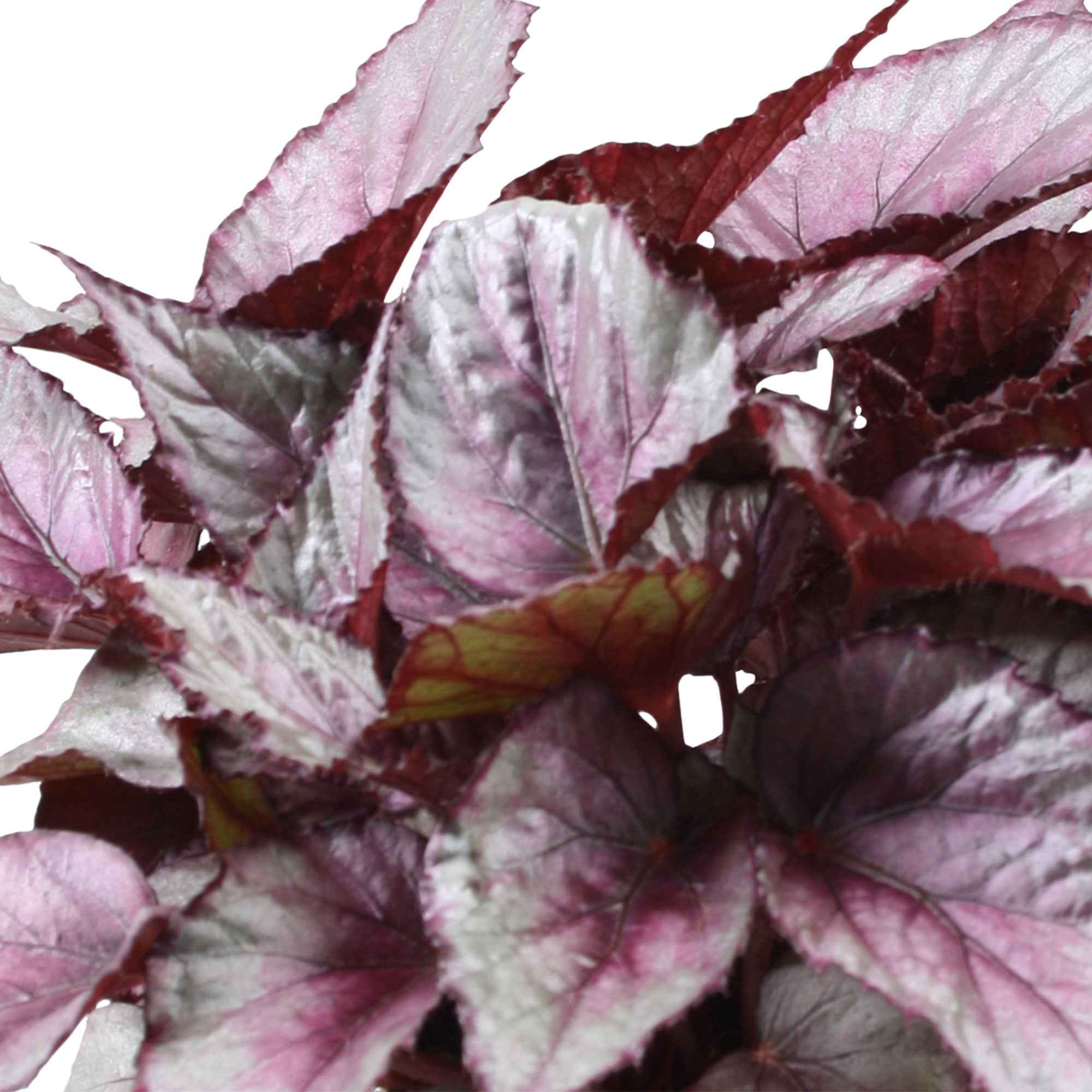 Bégonia Begonia 'Maori Haze' - Image 2