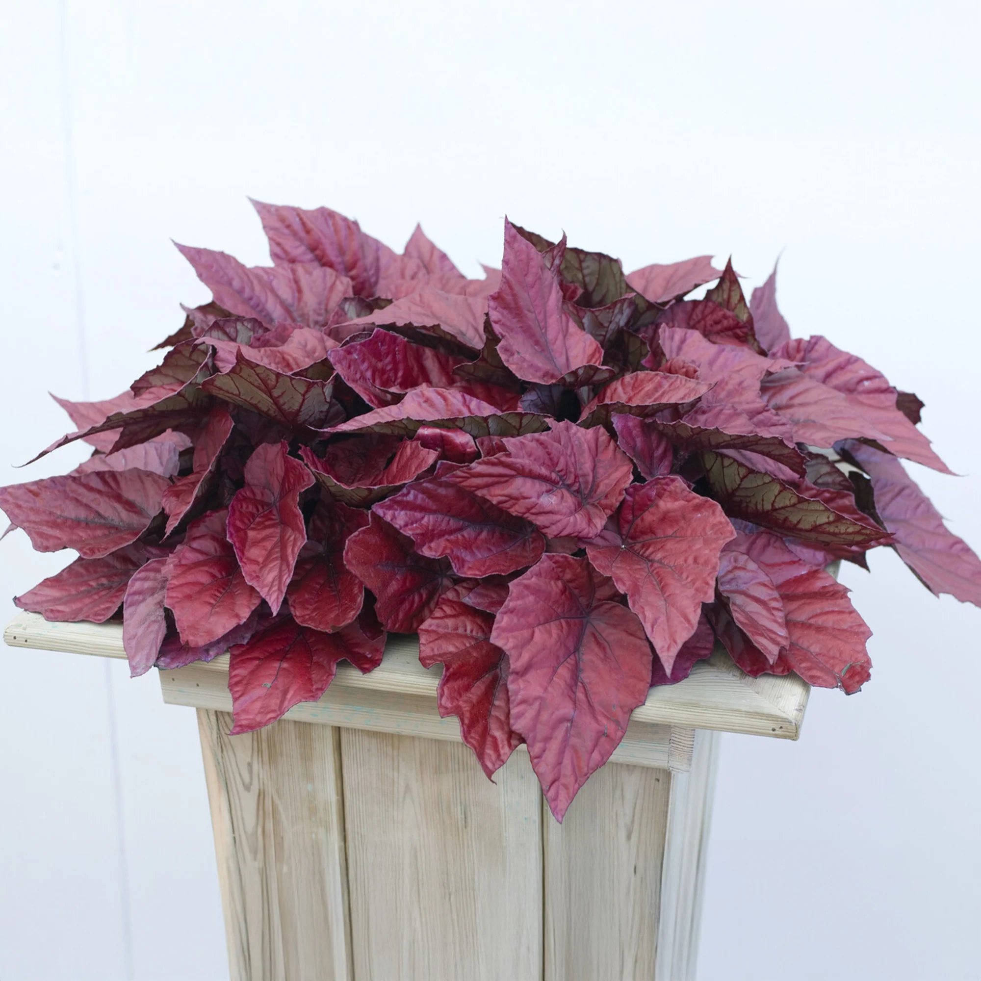 Bégonia Beleaf Inca Flame