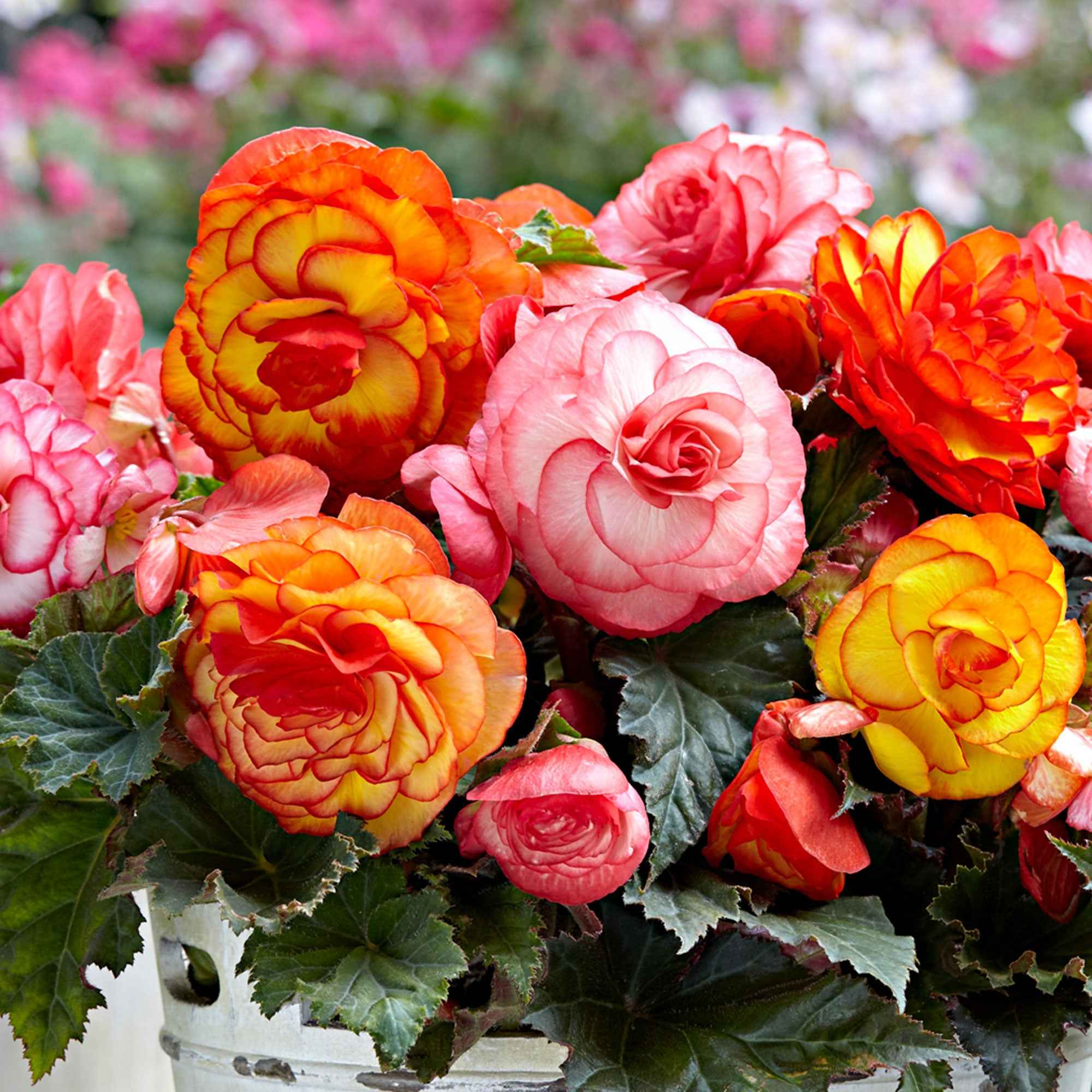 5 Bégonias Picotée Golden Balcony
