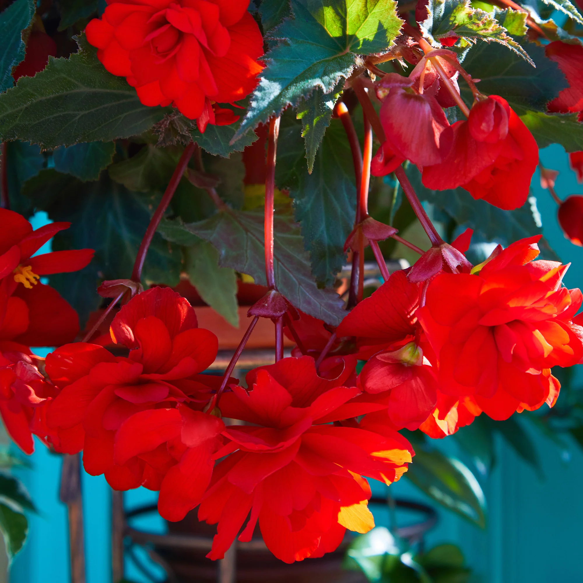 Bégonia retombant rouge