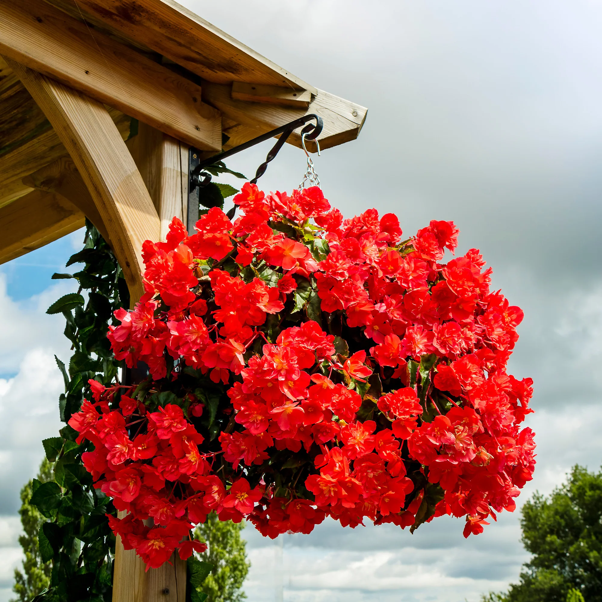 Bégonia retombant rouge - Image 3