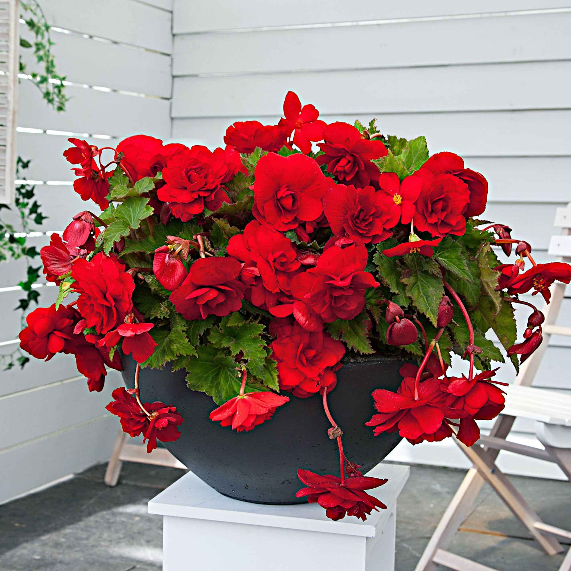 5 Bégonias retombants Scarlet - Image 2