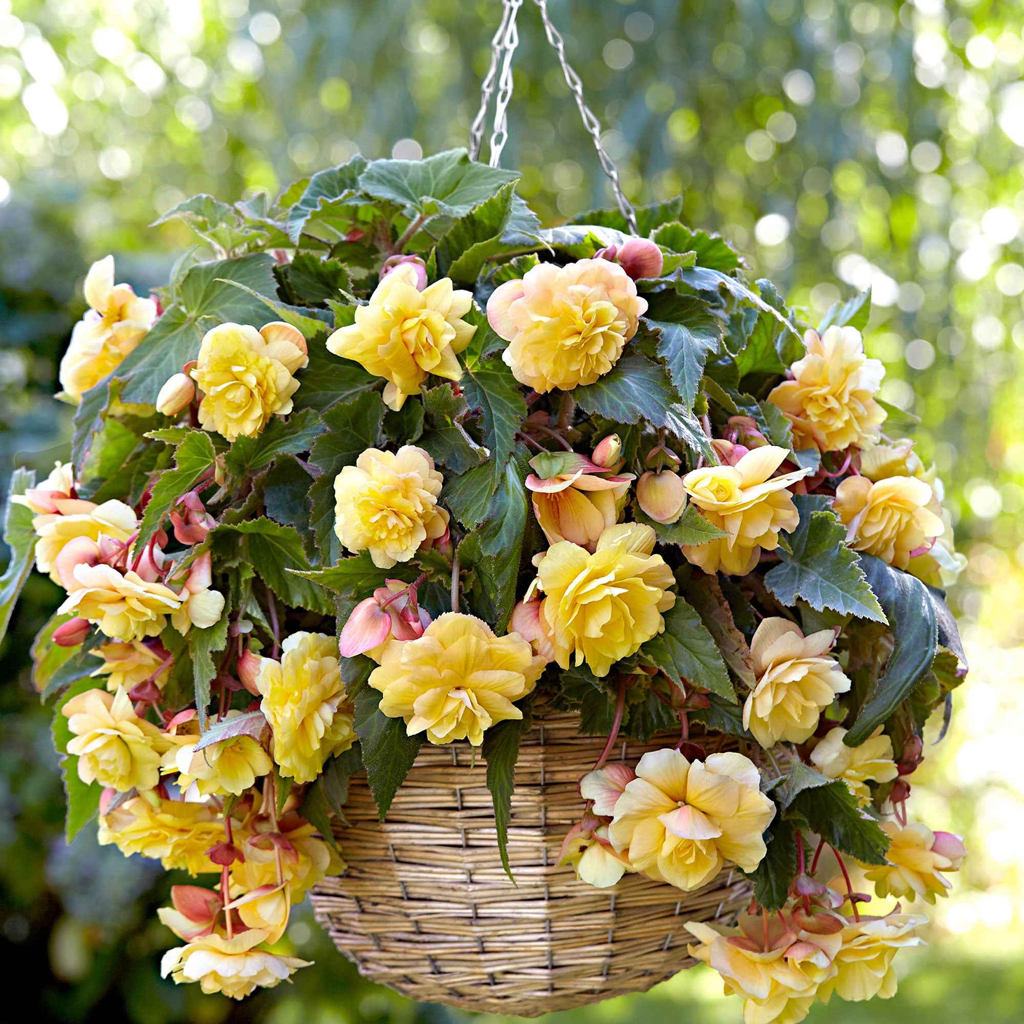 5 Bégonias parfumées Sunny Dream - Image 2