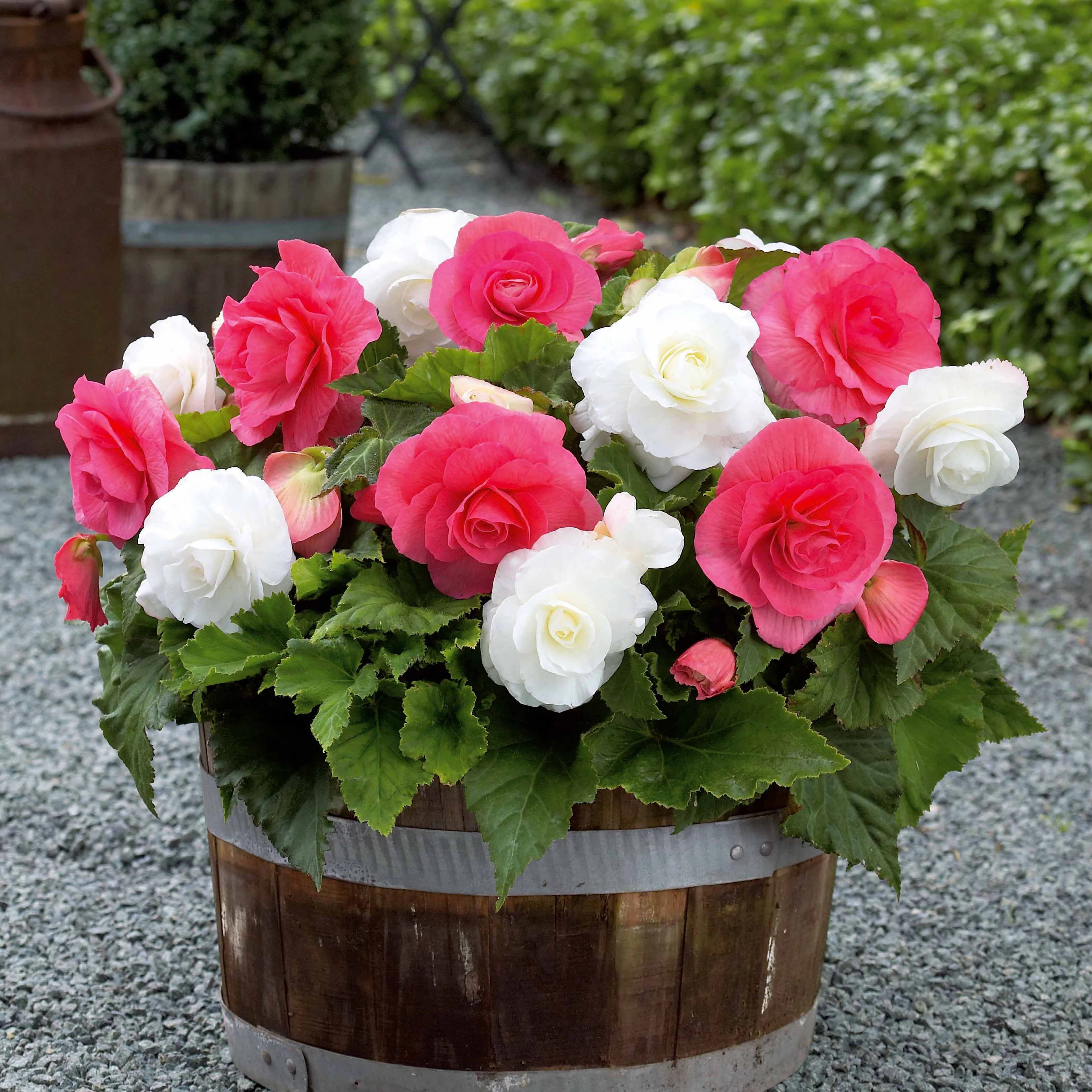 6 Bégonias doubles rose et blanc en mélange