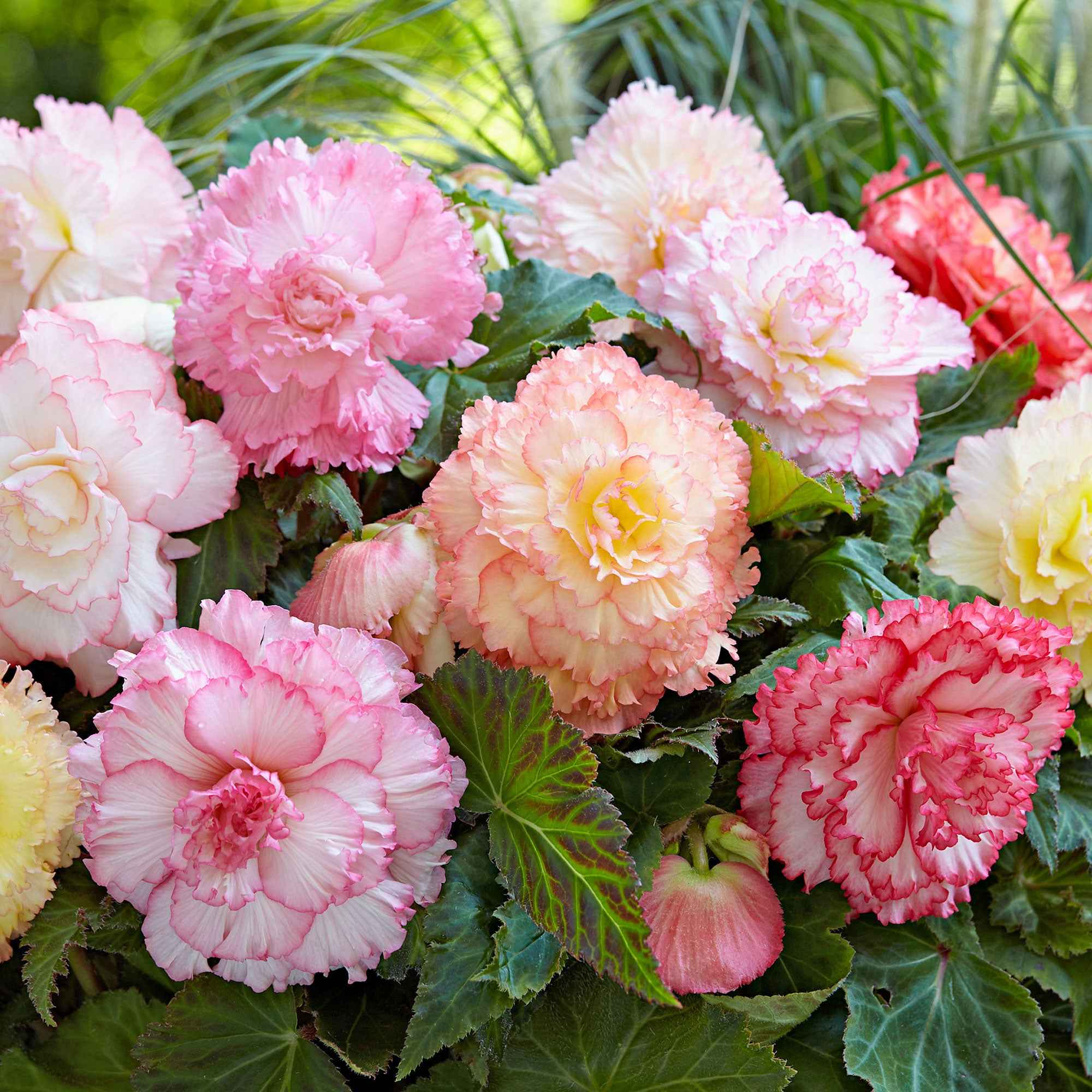 5 Bégonias Samba en mélange
