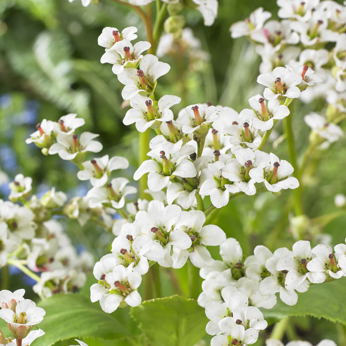 Bergénia Bressingham White - Image 3