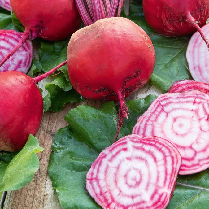 Betterave rouge Chioggia - Image 2